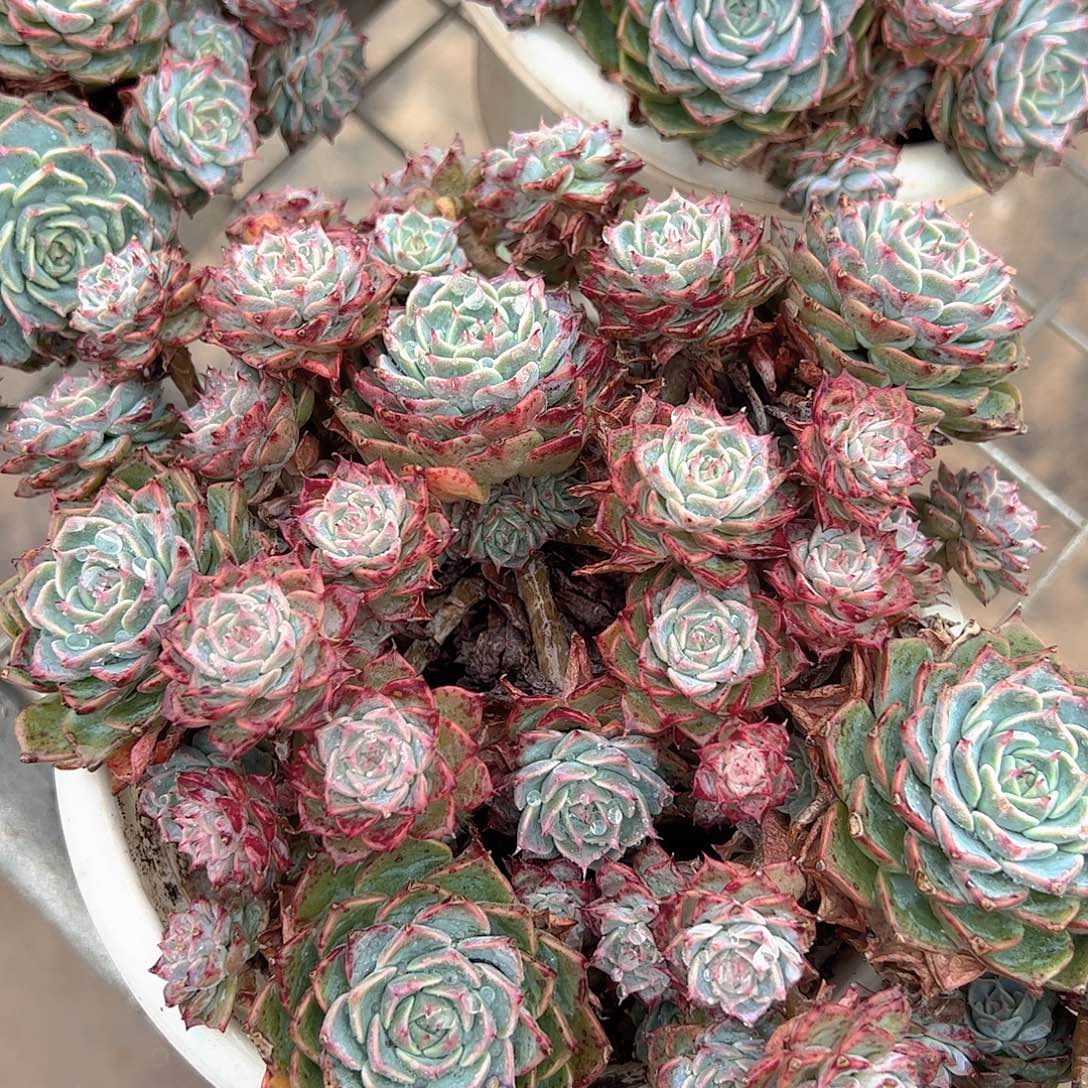 海滨格瑞带盆土精品特价