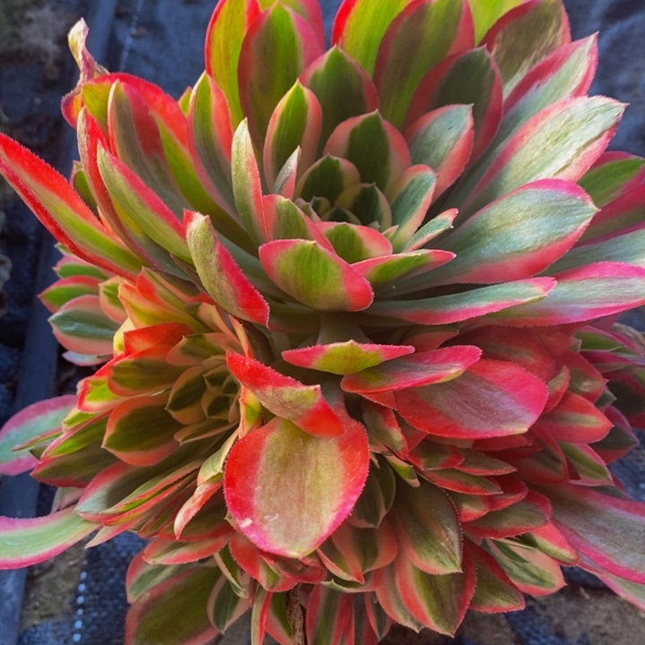 烟雨多肉1颗1颗1颗