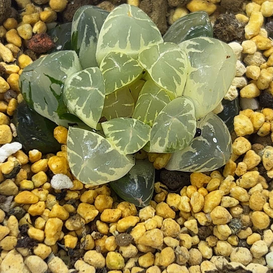 糊斑北极之光锦十二卷多肉