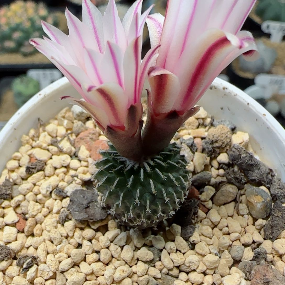 113实生刺缀精巧殿多肉