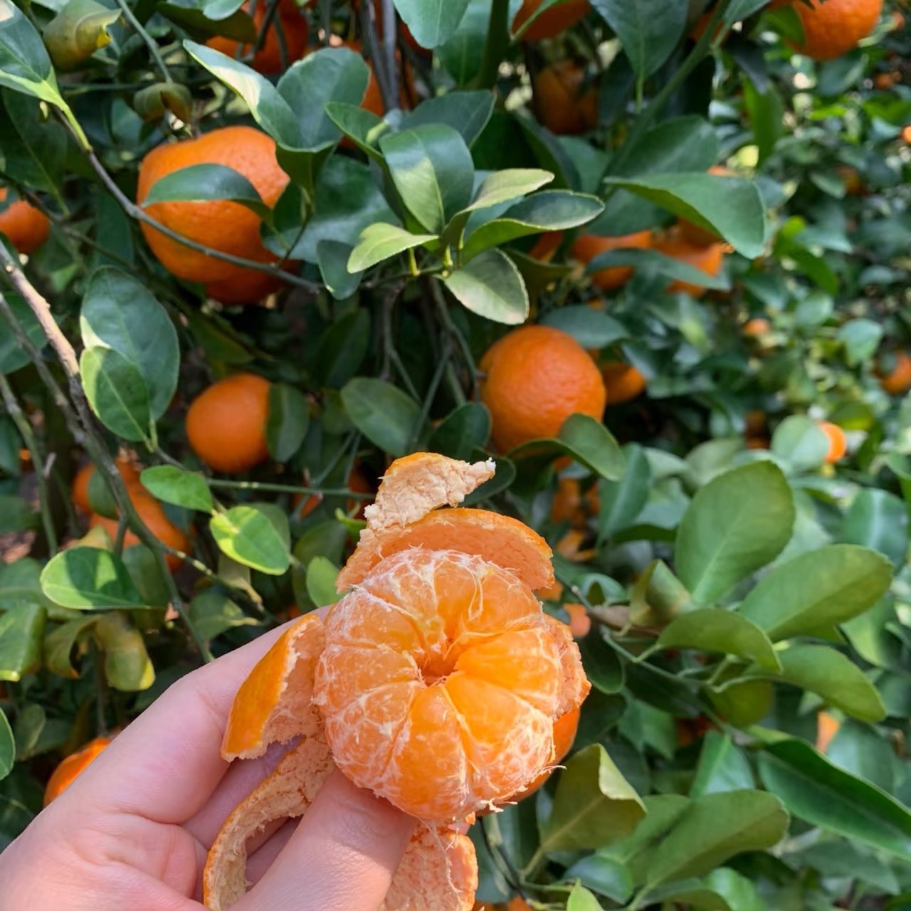 砂糖橘树苗四会砂糖橘晚熟品种皮薄多汁很甜无籽品种地栽盆栽果树