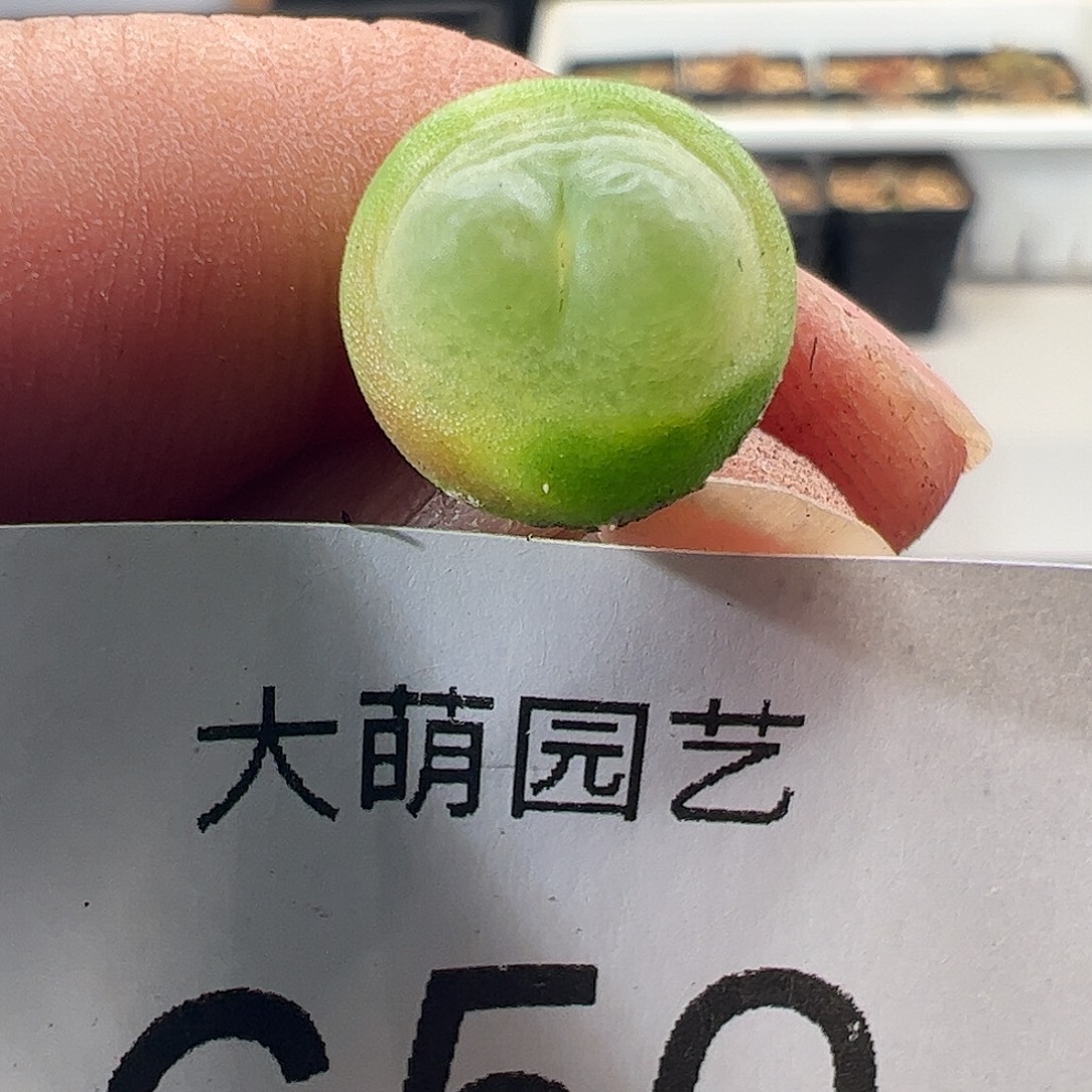 一物一拍。    650