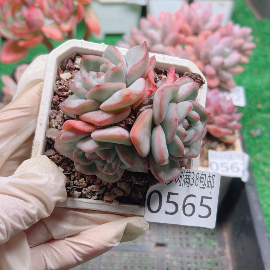 无花朵多肉一物一拍植物0565