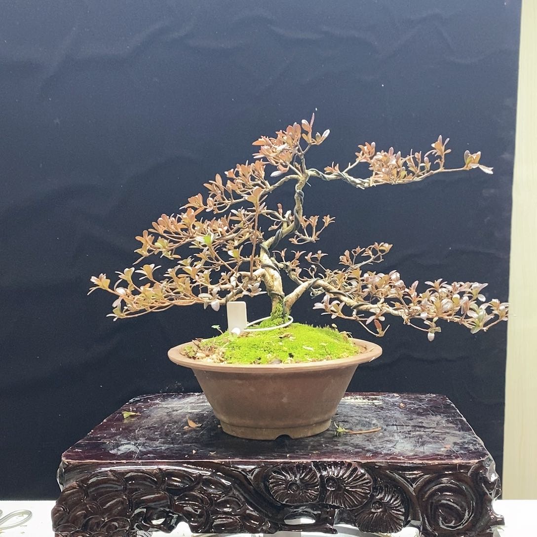 红陶努*杜鹃花，八咫之镜