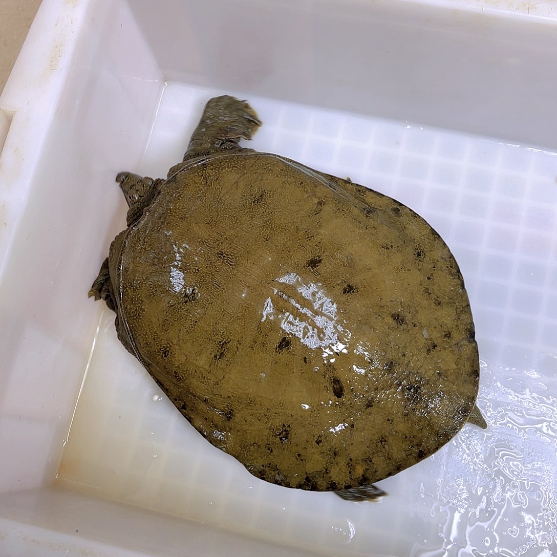 中国大陆野生甲鱼包邮