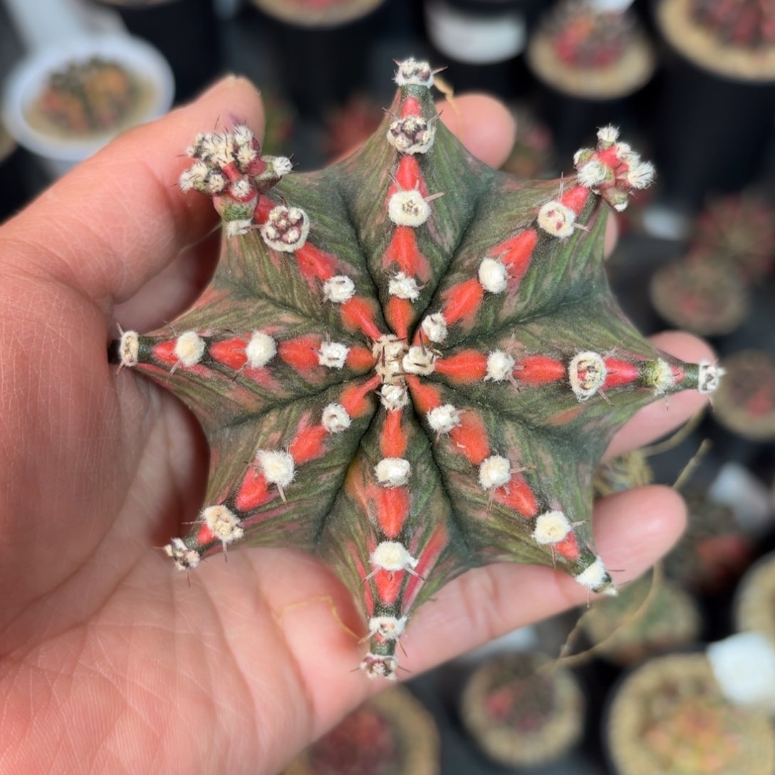 泰系实生米哈仙人球母本3