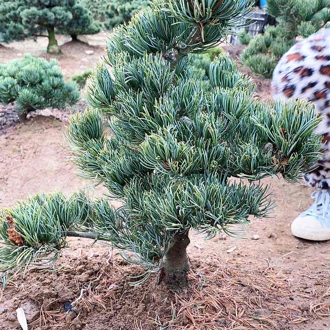 【闪购商品】无花朵