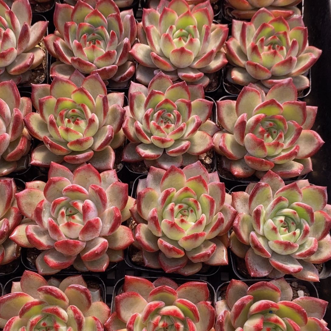 量拍50号 M精品果冻夜魔侠单头一个