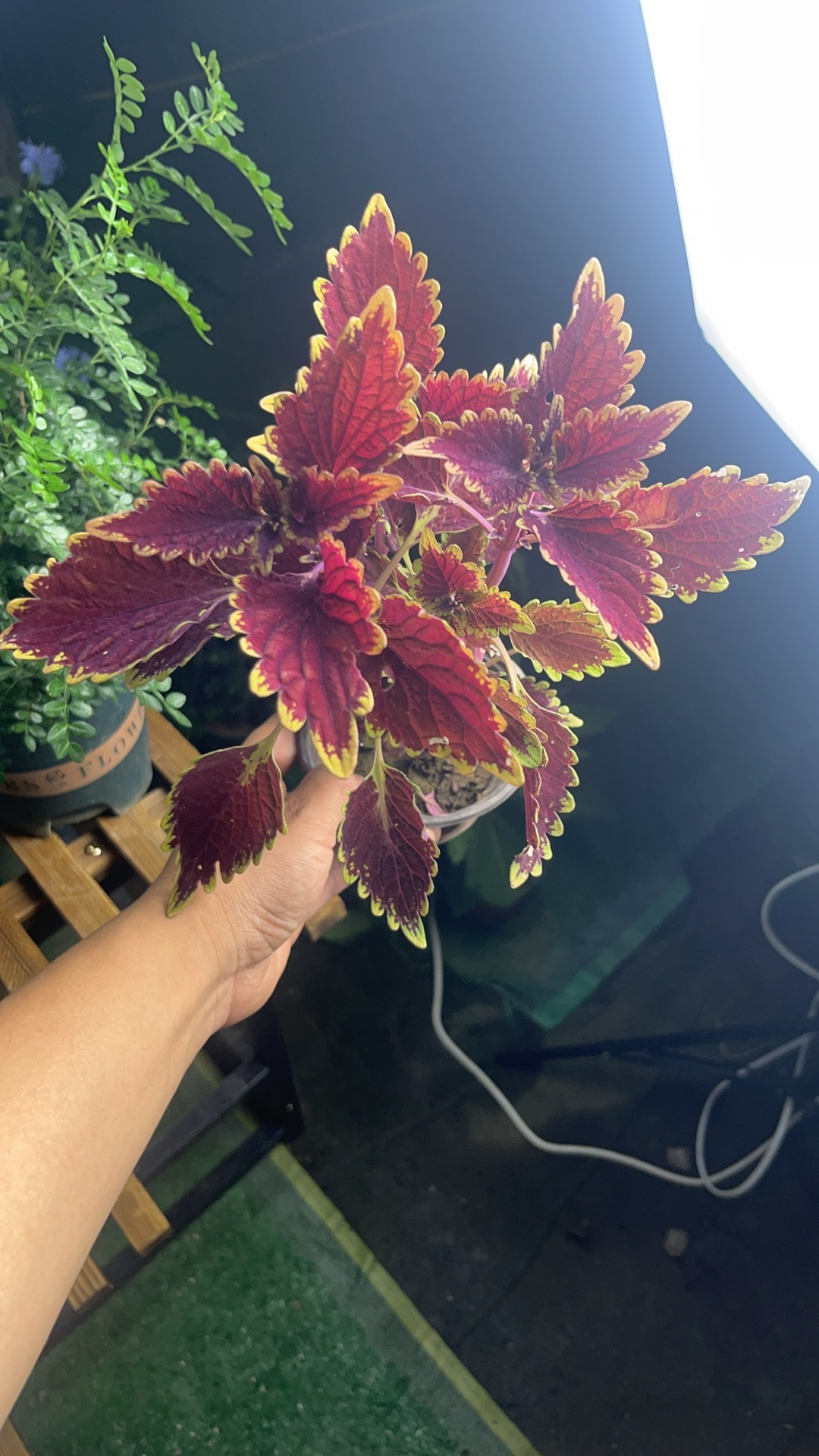 D 彩叶草盆栽喜阳耐晒净化空气适合庭院阳台的观叶绿植