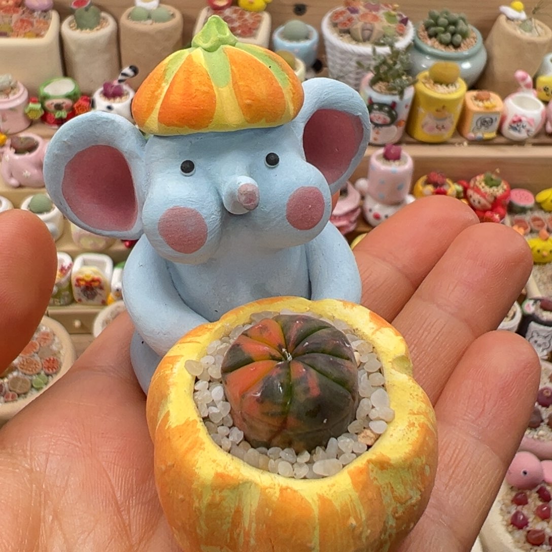 多肉植物96号兜锦