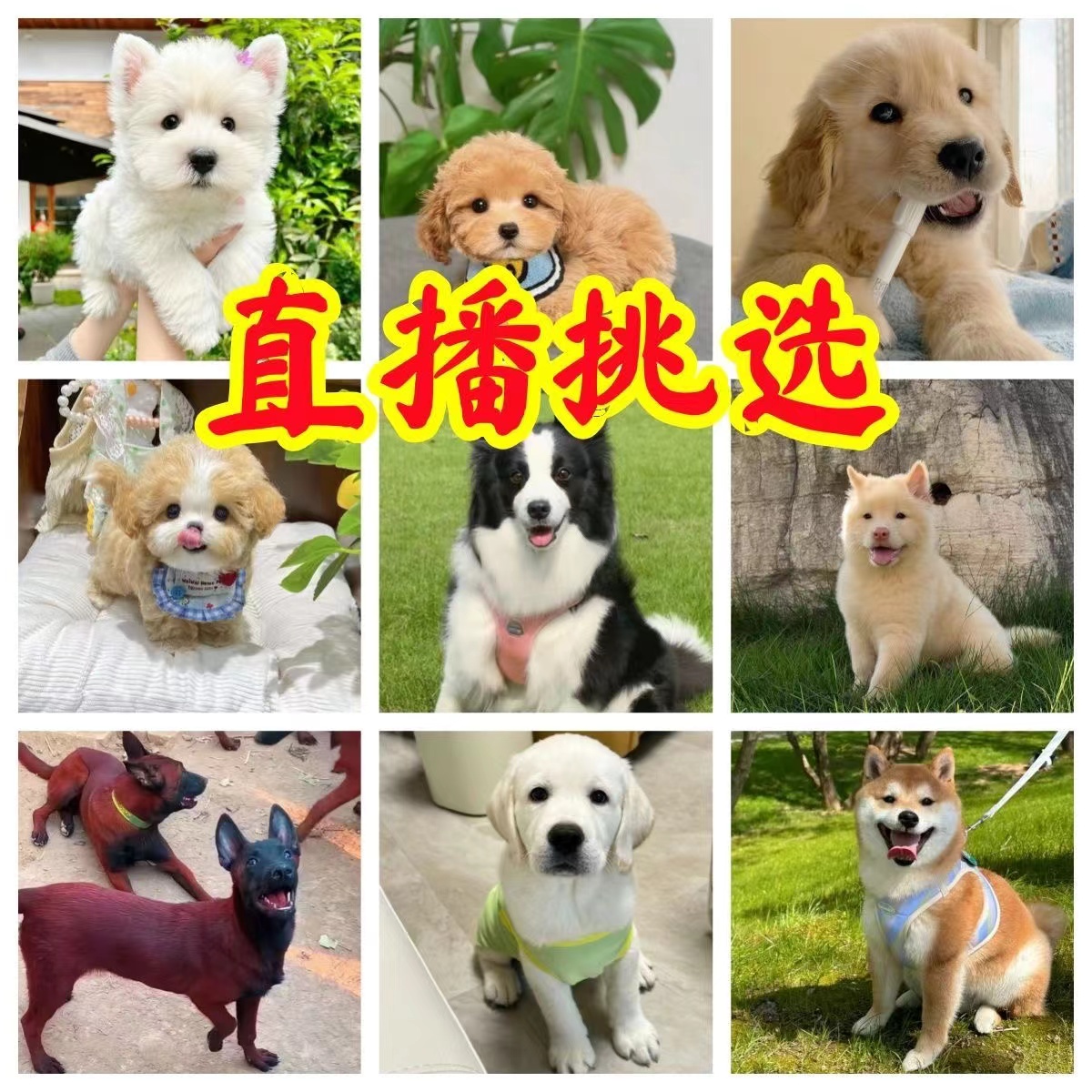 宠物狗狗活体一物一拍直播间挑选