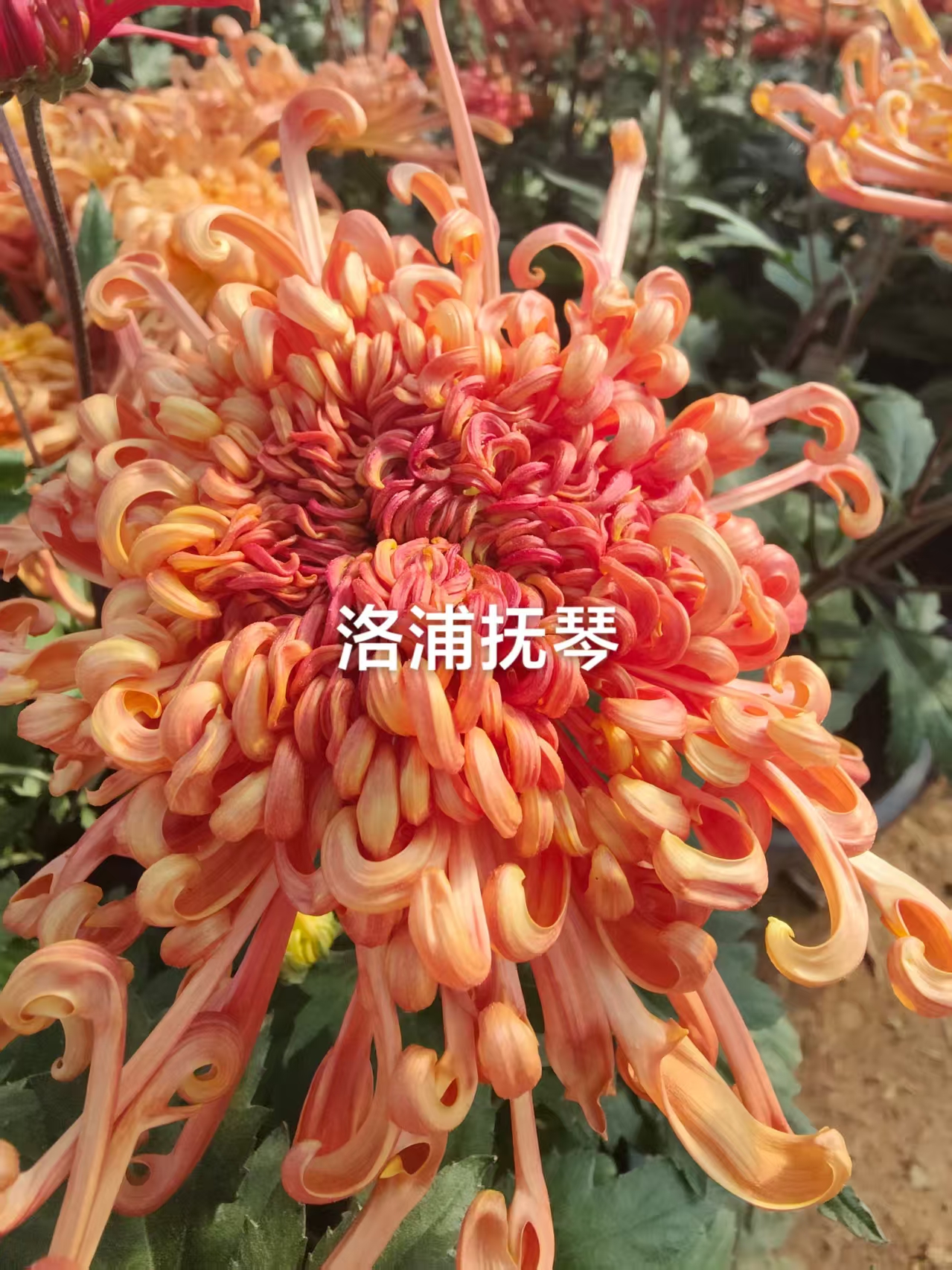 洛浦抚琴 菊花大花耐寒露天