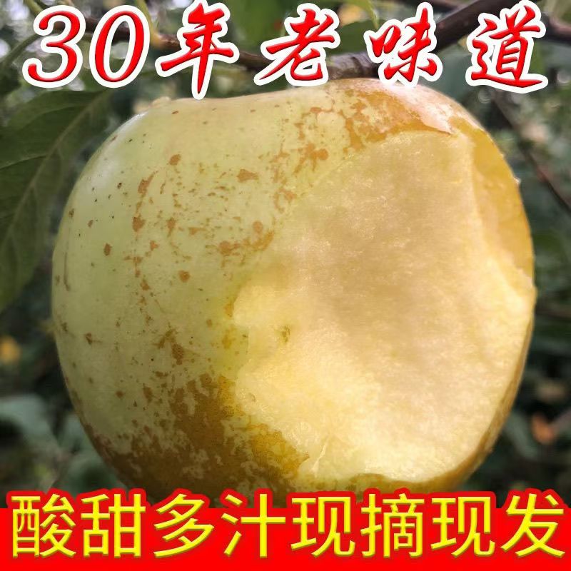 【粉面香甜】正宗金帅苹果酸脆孕妇水果包邮4.5斤/8斤江苏省