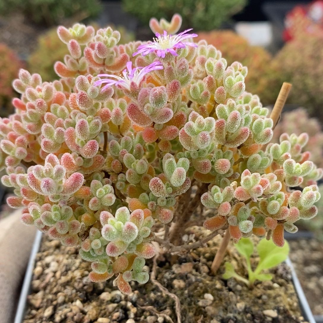 优选冰晶8702枝干番杏