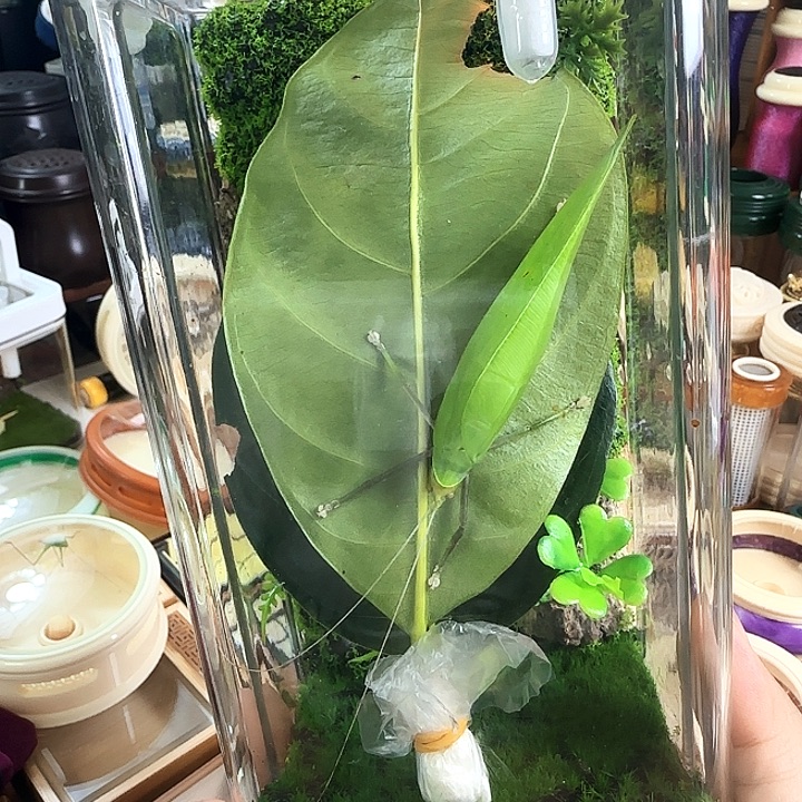 10/20盒子➕素背啊啊啊啊啊