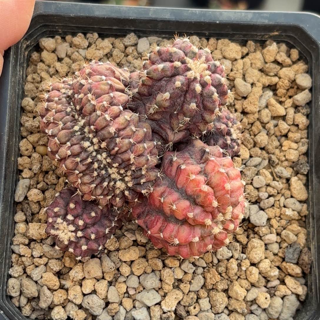 泰系实生米哈仙人球30