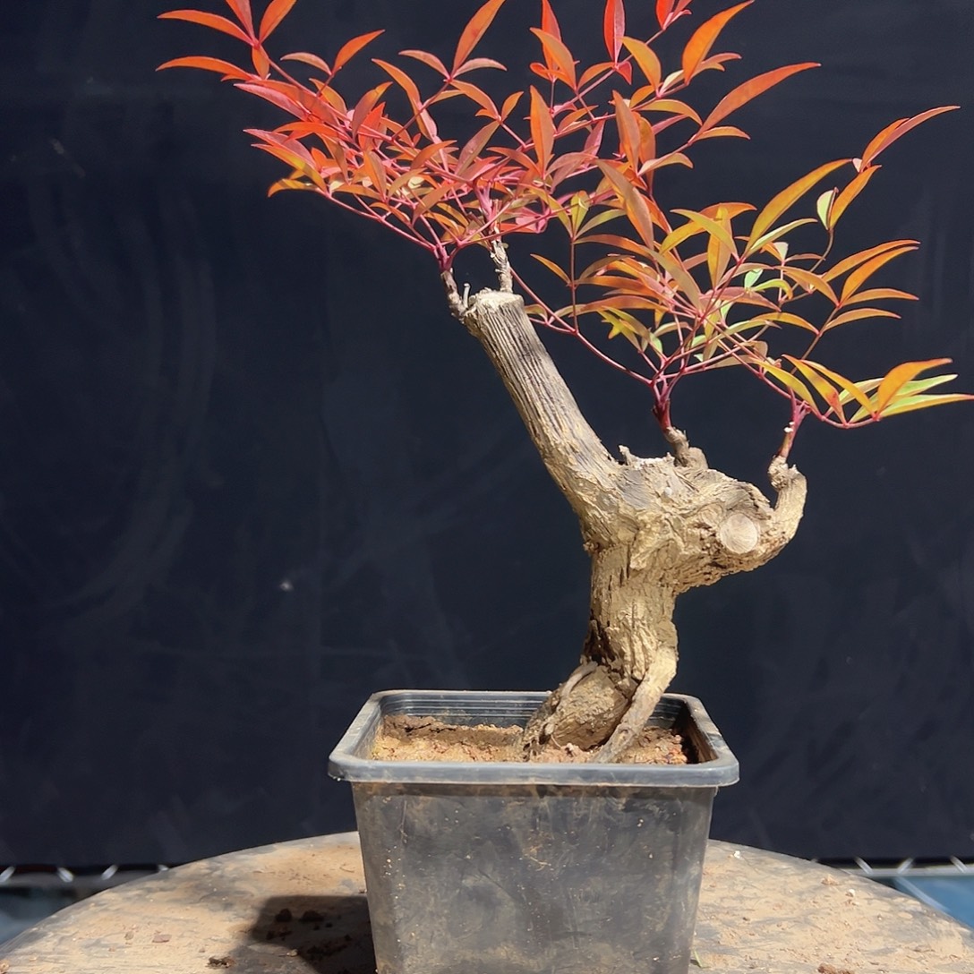 不开花植物000000011