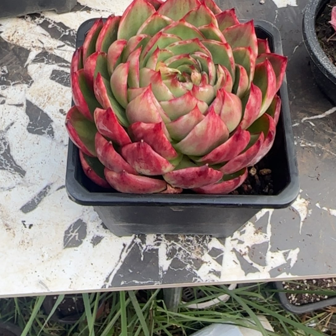 谢***菊惊鸿仙子多肉植物