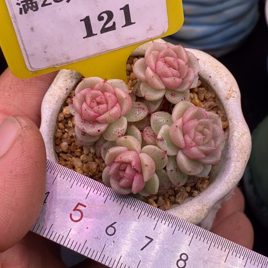 3121粉钻石化四头红锦……