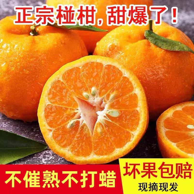 四川正宗屏山椪柑芦柑现摘现发清甜多汁当季新鲜应季孕妇水果