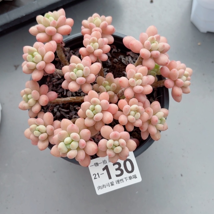 鱼子酱多肉多肉无盆土发货多