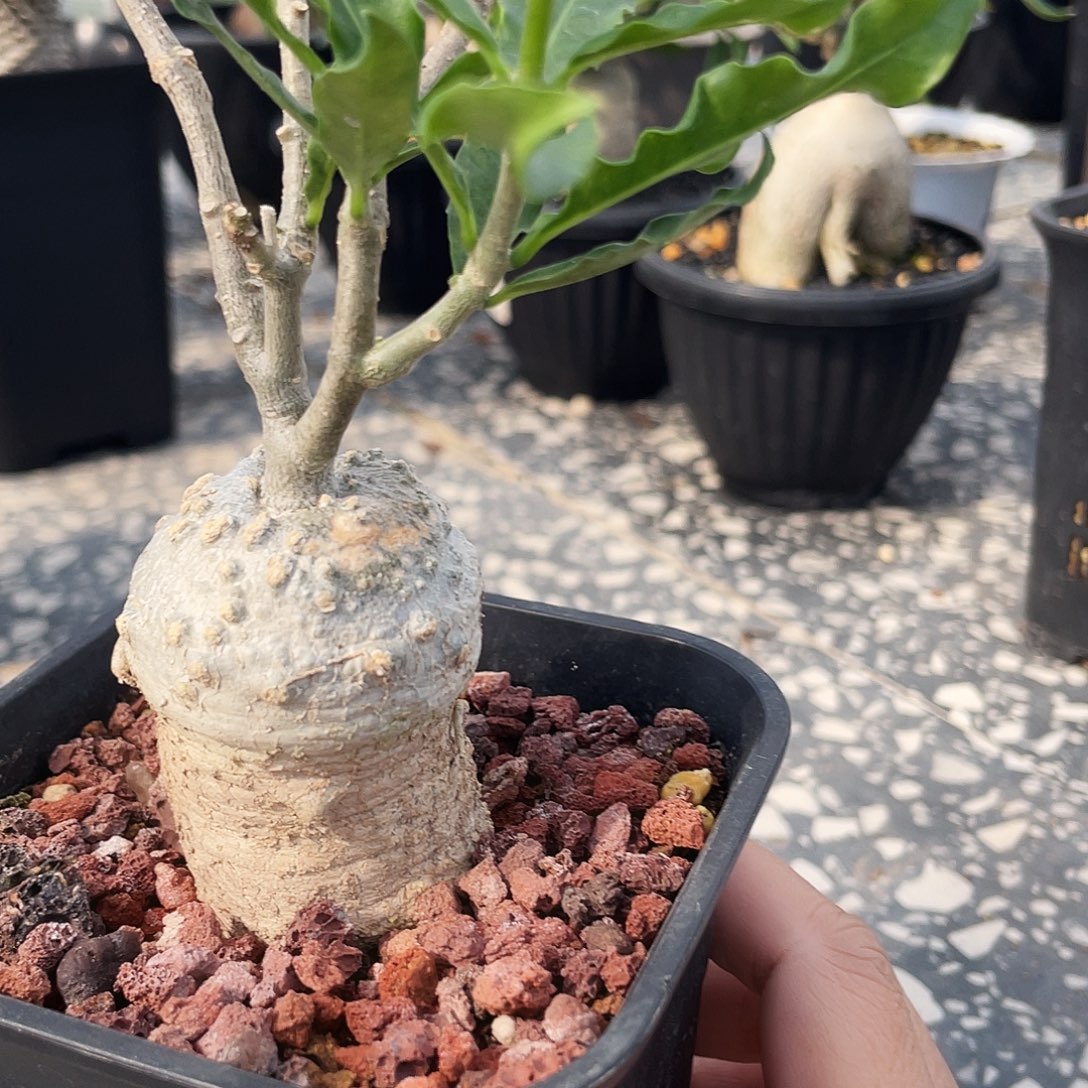 火星人花生米型666