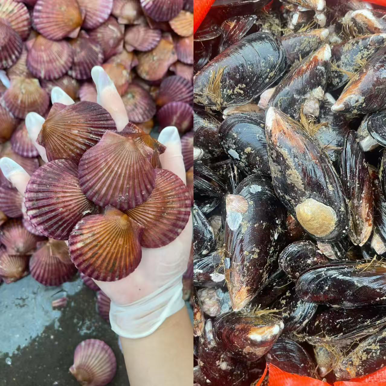 鲜活小红贝港湾贝青口贝贝类鲜甜肥美鲜活发货保鲜保肥不保活顺丰