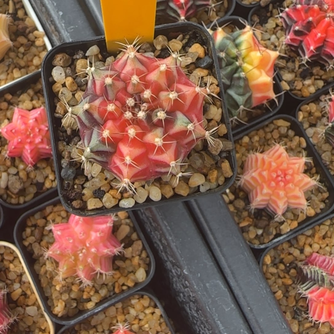 212-1229泰国发货多肉