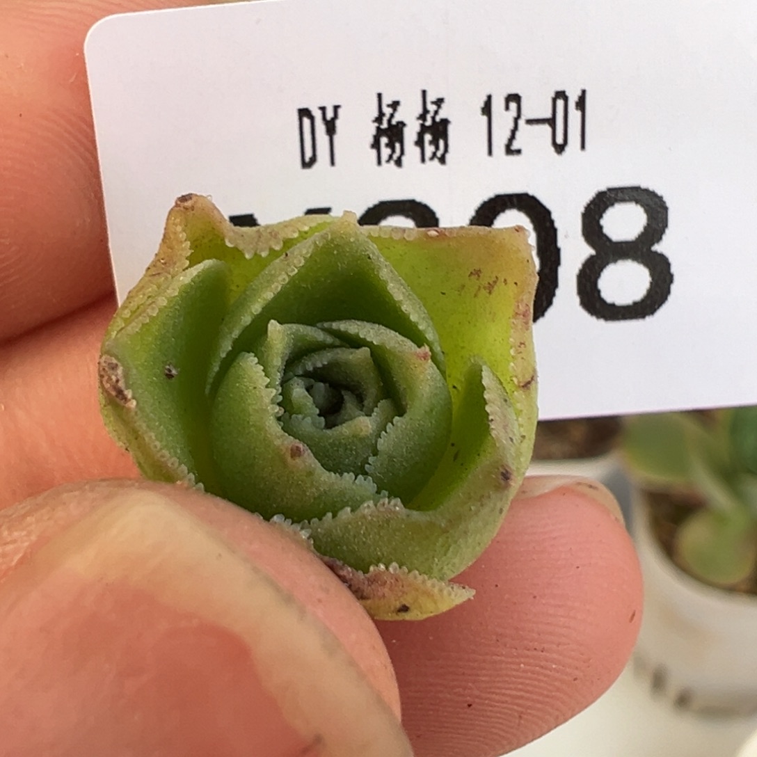 杨308 不知名无跟