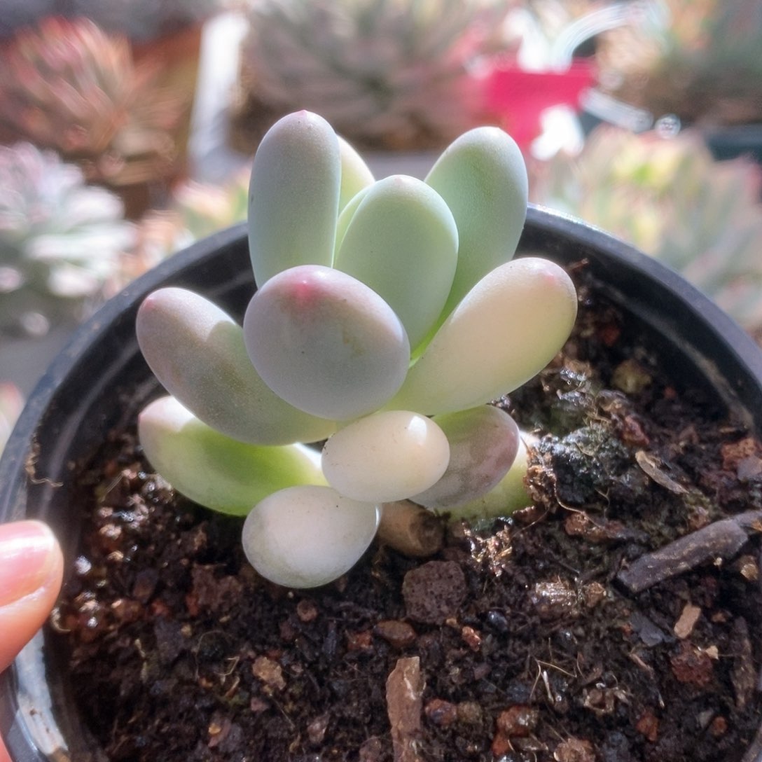 C198西瓜奶锦锦锦锦锦锦