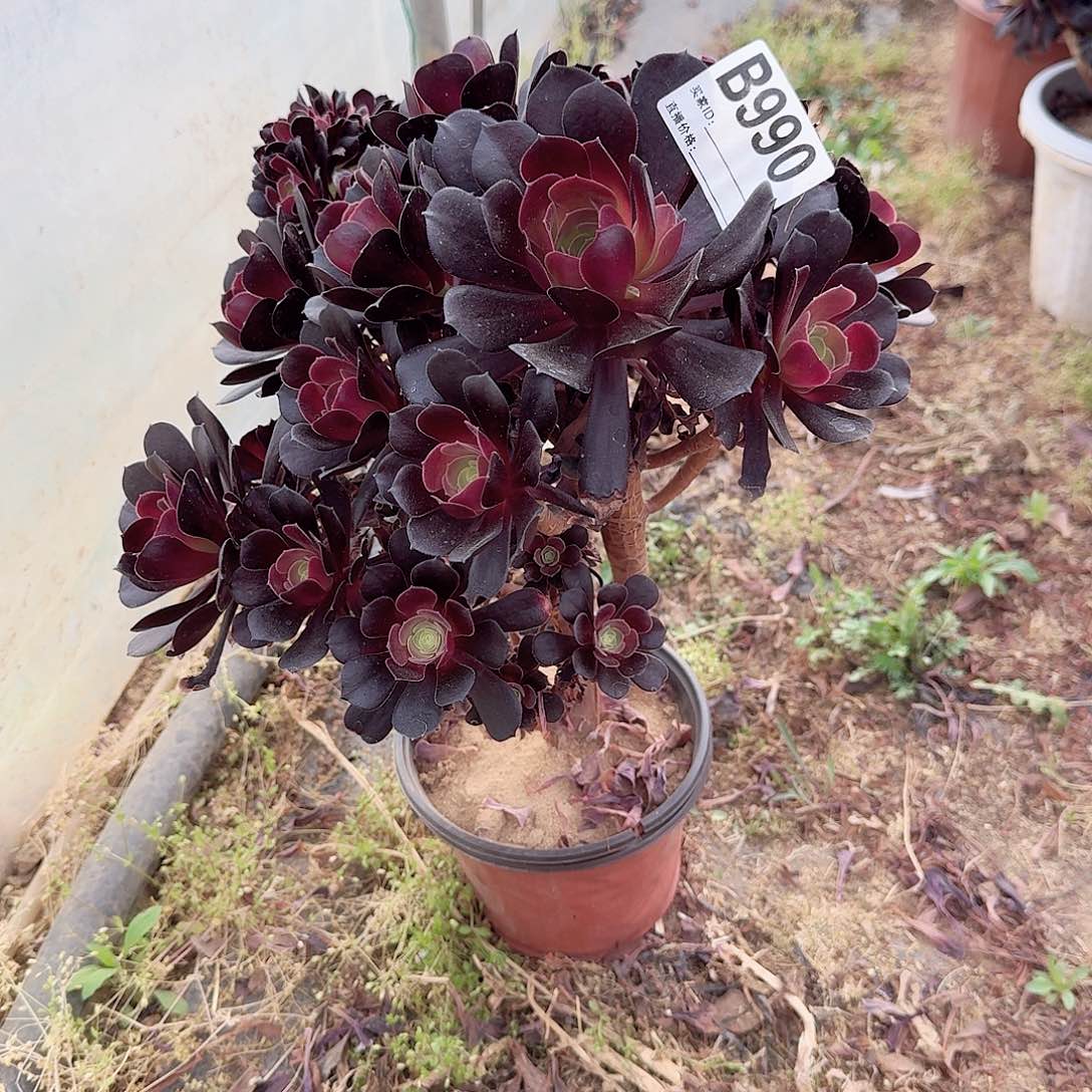 990欧紫一颗满28包邮