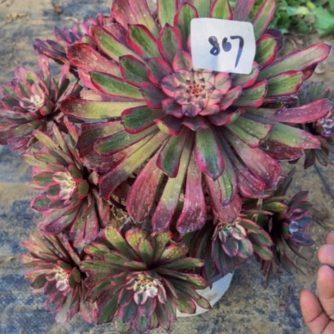 紫霞仙子，867多肉