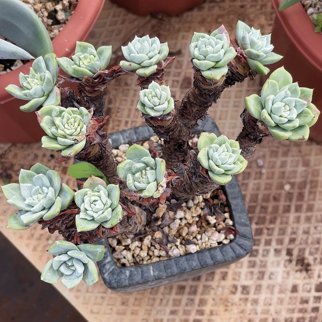 花朵苹果叶老桩多头