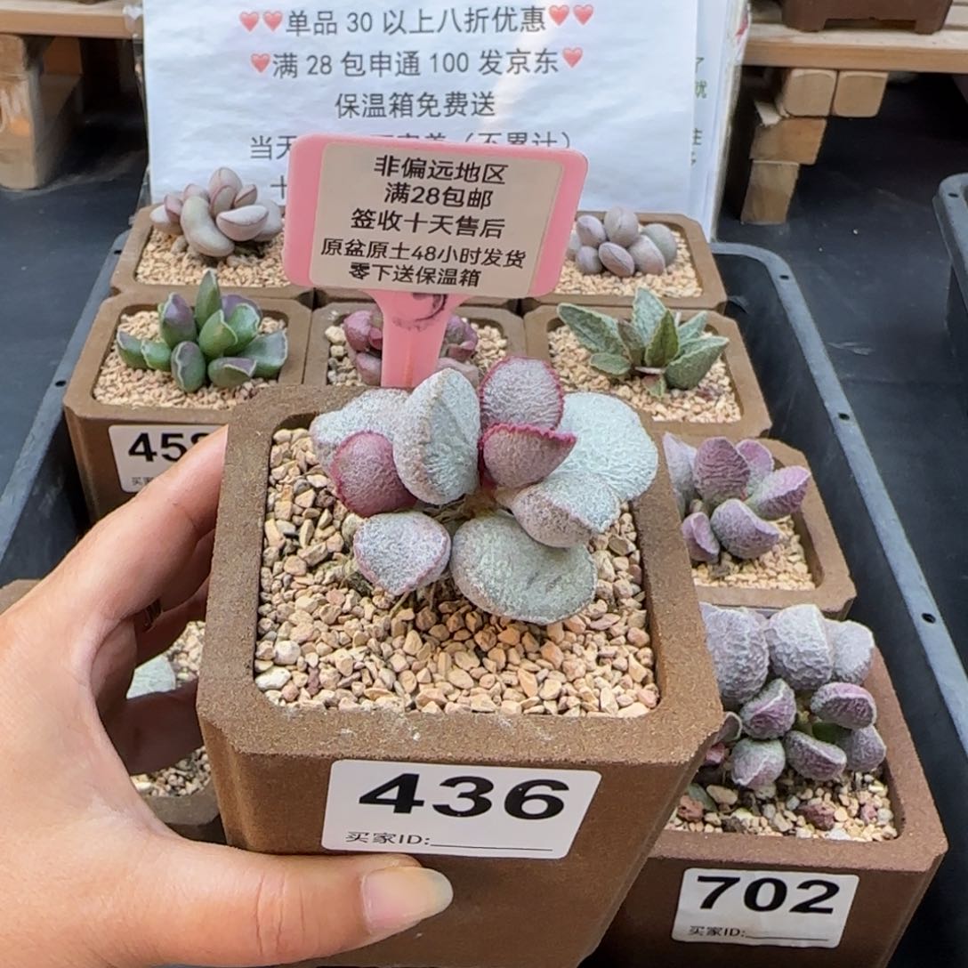 奇*436圣姬多肉植物
