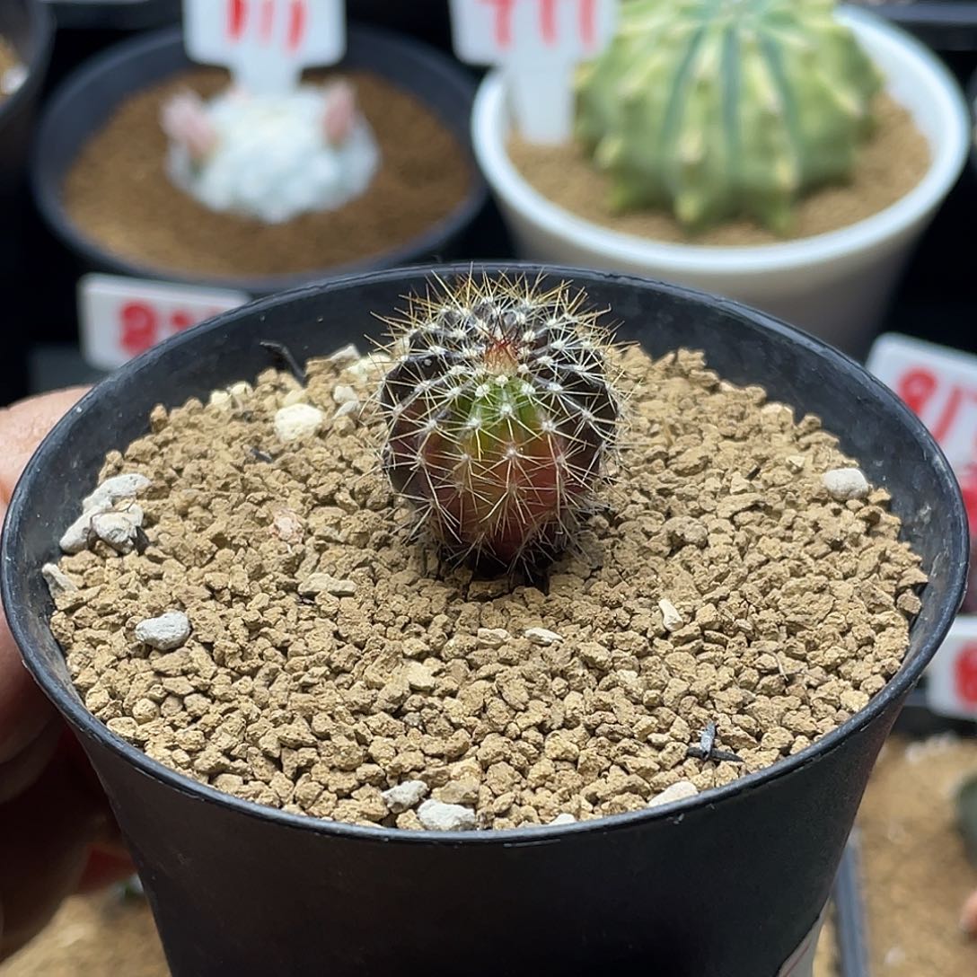 实生节刺尤伯球锦 带盆土包邮