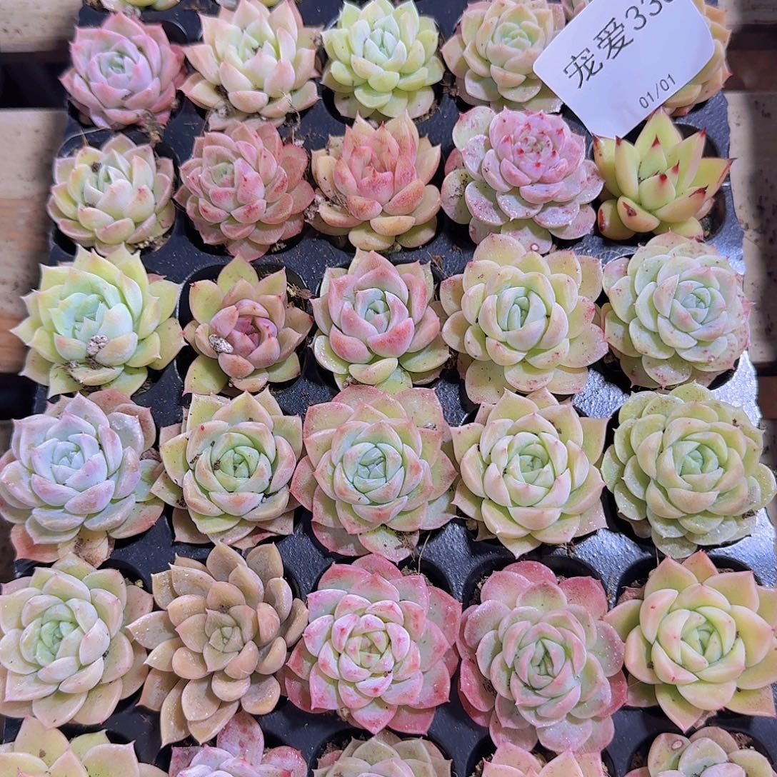 直播福利一物一拍338