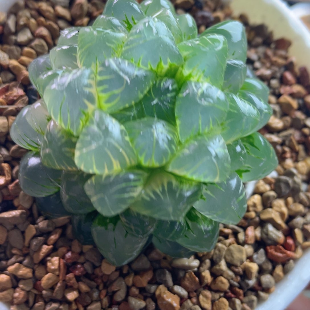 9.十二卷多肉非组姬玉露锦。    