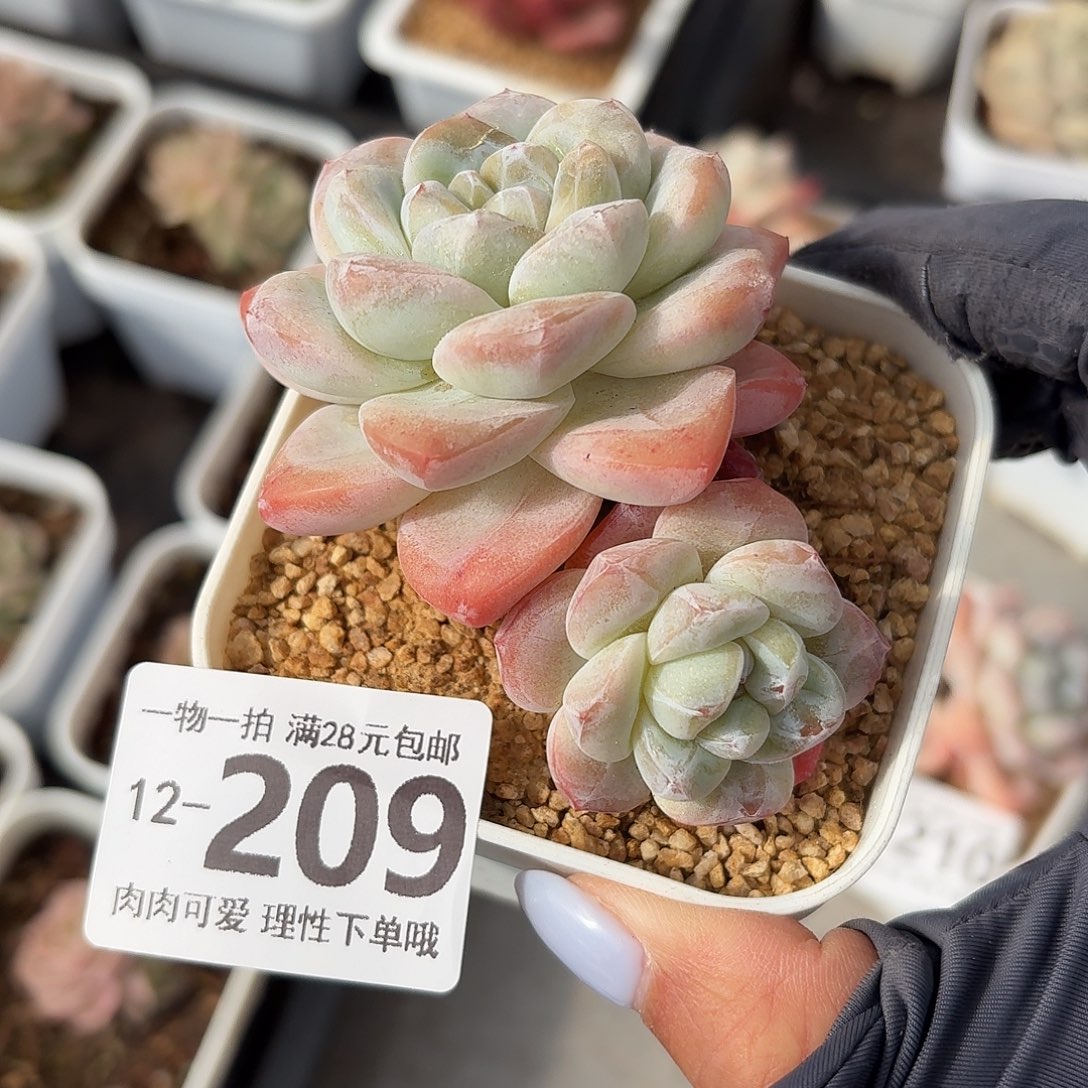 冰玉无盆土发货无