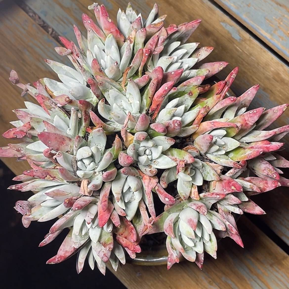 【闪购商品】苹果叶杂交