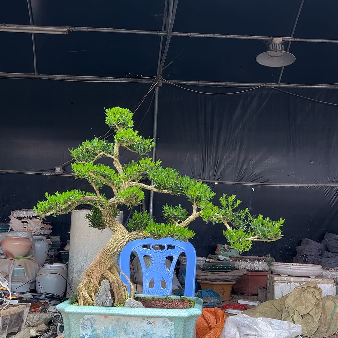 无花朵三****街广东雀舌黄杨盆景