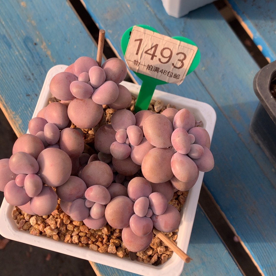 腰子老桩开播福利