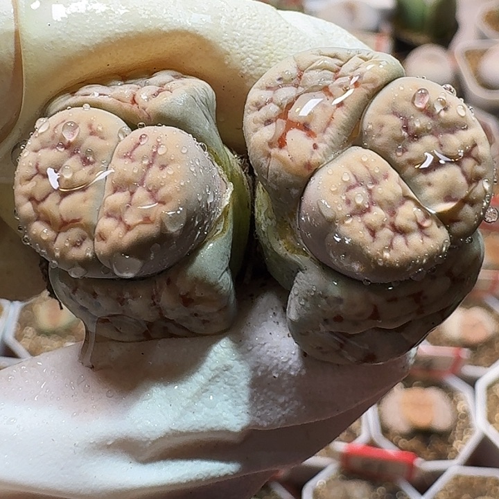 生石花11111111。   310