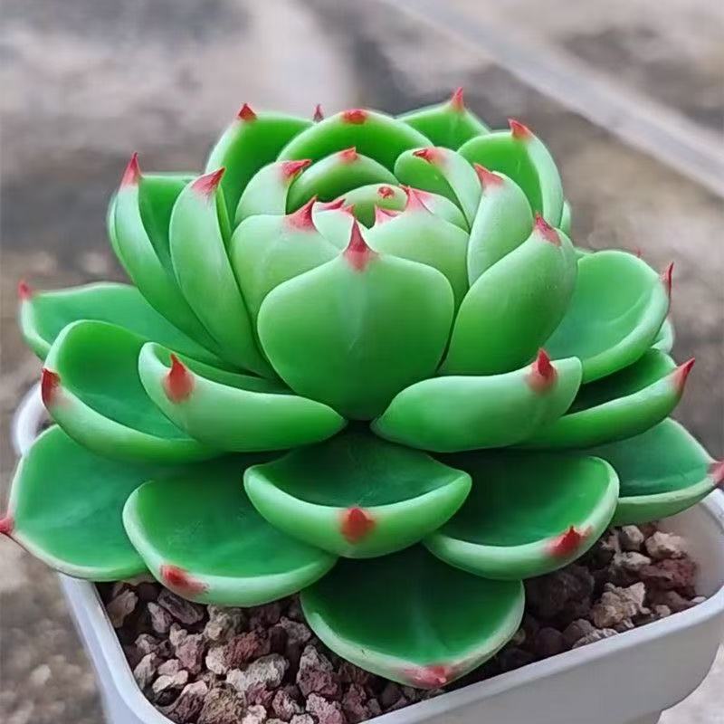 精品超级蓝龙多肉新手好养