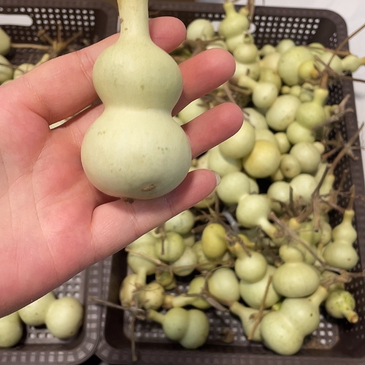 悠****感谢各位大哥支持  青皮不保成