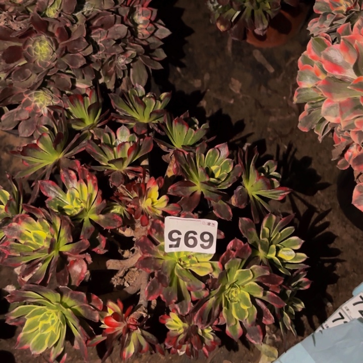 695霁月多肉植物不售后