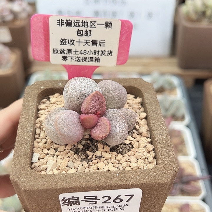 267甜心多肉植物