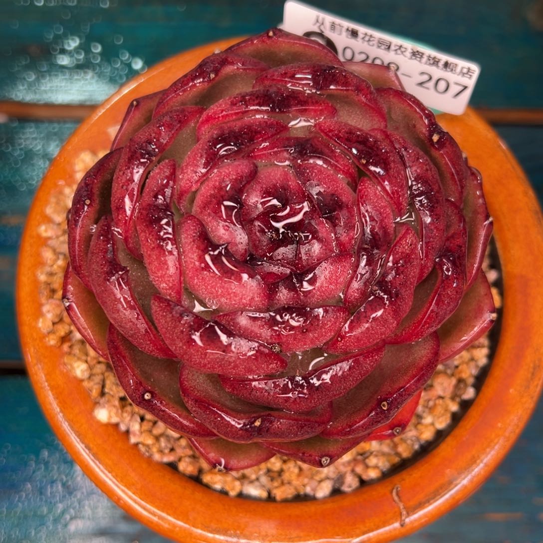 从前慢多肉精选编号0209.207