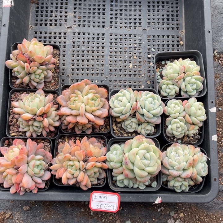 L***m冰玉全明星混，，，，，。。。