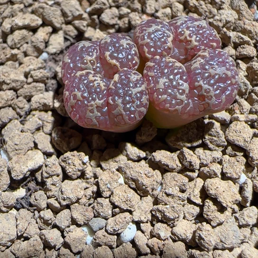 肉锥多肉植物组合-酒红泡泡勋552