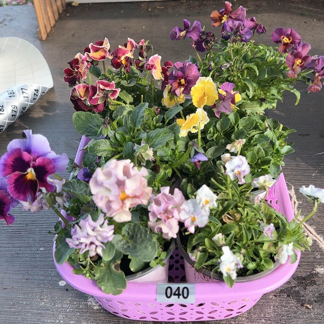 【闪购商品】040号